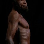 Homo naledi.